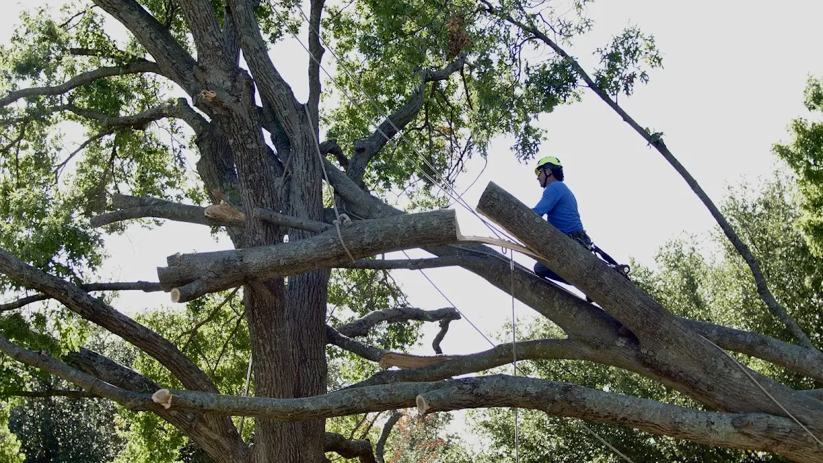 Professional Crown Thinning performed by certified arborists in New Port Richey